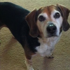 Meet your Posher, Henry